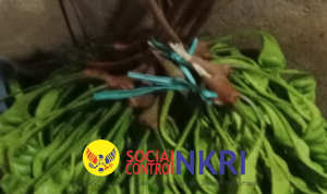 Petai, Rasa Tradisi dan Khasiat Sehat: Cerita Dwi Wahyuningsih dari Sukamaju