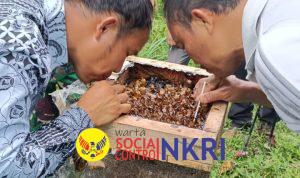 Bukit Hanjawong Resmi Dibuka: 10 Tahun Perjuangan Wujudkan Wisata Alam dan Budidaya Lebah Madu