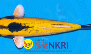 Mengenal Ikan Hias Asli Sukabumi: Domas, Si “Banana Fish” yang Sarat Makna