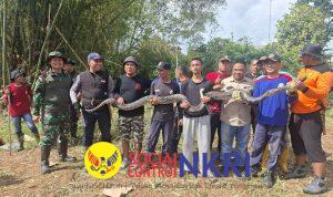 Kerja Bakti Ketua DPRD Berujung Temuan Sanca, Lahan Lama Tak Terurus