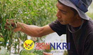 Harga Sayur Lebih Stabil Setelah Ada MBG, Petani Boyolali Harap Program Terus Berlanjut