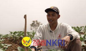 Petani Sayur di Boyolali Tersenyum Berkat MBG, Harga Naik dan Permintaan Meningkat