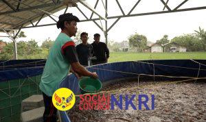 Program MBG Dorong Rantai Pasok Lokal, Budidaya Lele Jadi Tulang Punggung