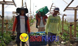Penghasilan Naik, Uang Sekolah Terjamin, Petani di Cipanas Rasakan Dampak Nyata MBG