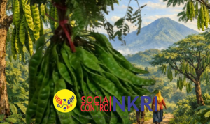 Cikakak Sukabumi Dari Durian ke Petai, Potensi Lokal yang Menyehatkan serta Banyak Digemari Masyarakat