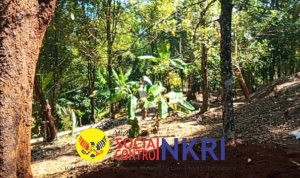 Dari Alam ke Pasar Potensi Kebun Kecamatan Cikakak Sukabumi Tingkatkan Kesejahteraan